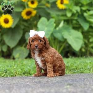 Dolly, Miniature Poodle Puppy